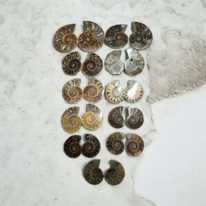 Beautiful Ammonite Shell (22 Pieces sold as bundle only)